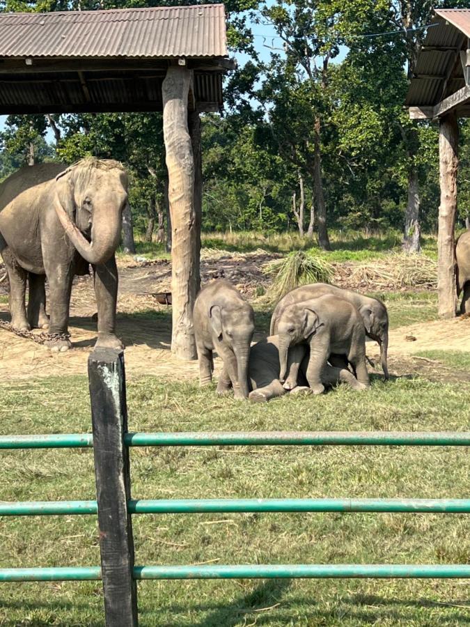 Hotel Chitwan Park Village ソーラハ エクステリア 写真