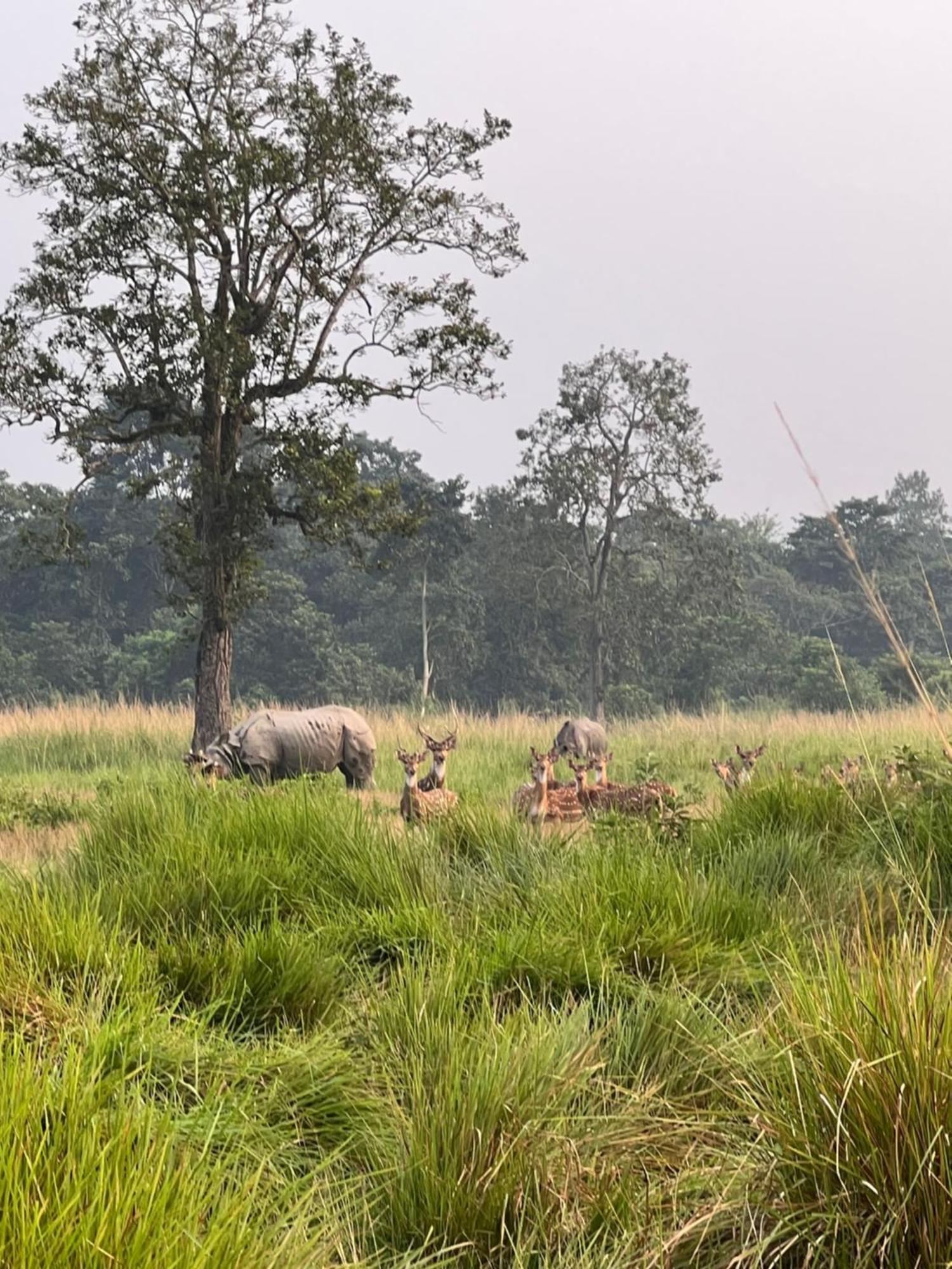 Hotel Chitwan Park Village ソーラハ エクステリア 写真