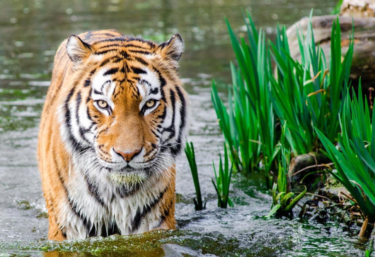 Hotel Chitwan Park Village ソーラハ エクステリア 写真